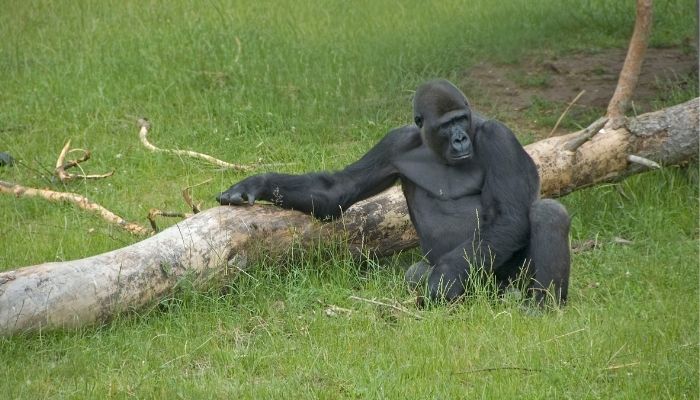 3 Best Time to Visit Uganda Gorilla