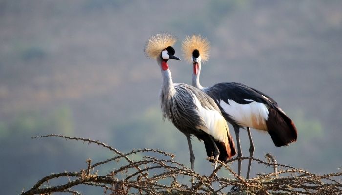 4 Best Time to Visit Uganda National Bird