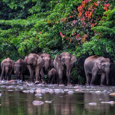 402 x 402 Elephants, Borneo