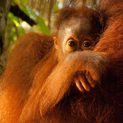 402 x 402 Orangutan, Borneo