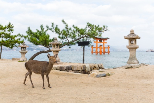 500 x 333 Deer on Miyajima Japan