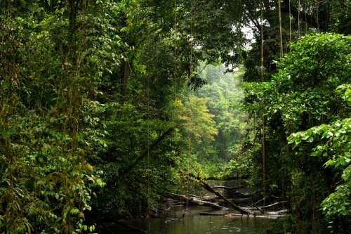 500 x 333 Kinabatangan River Borneo