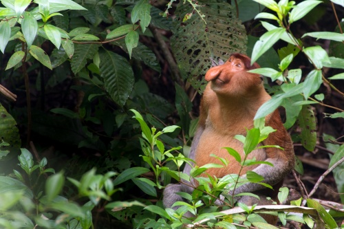 500 x 333 Proboscis Monkey Kinabatangan Borneo