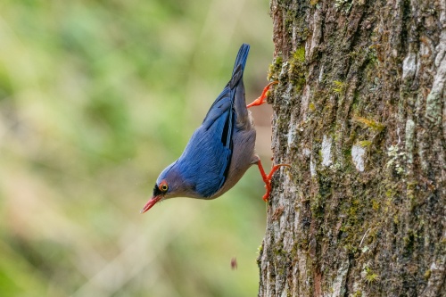 500 x 333 Tropical bird Tabin Borneo