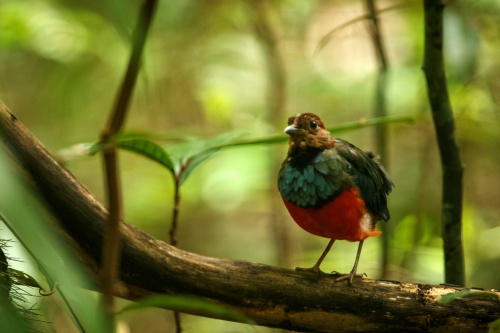 500 x 333 Tropical bird Tangkoko Sulawesi