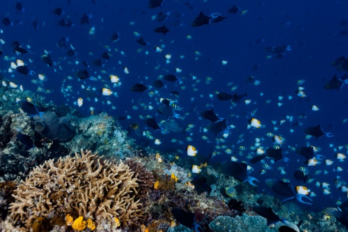 500 x 333 Underwater life Bunaken Marine Park Sulawesi