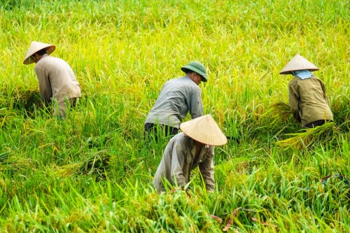 500 x 333 Villagers in Mai Chau