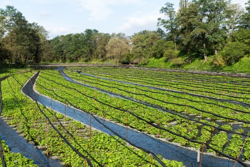 500 x 333 Wasabi farm Japan