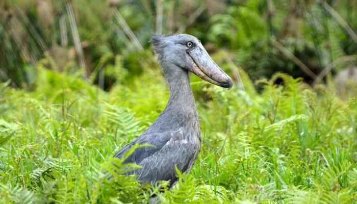 8 Best Time to Visit Uganda Shoebill