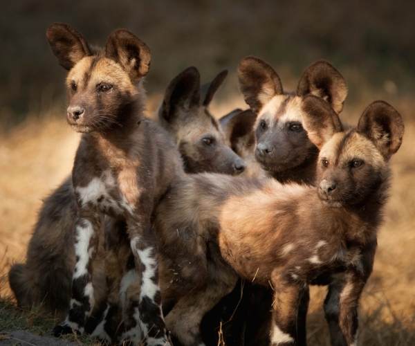 African wild dog Botswana