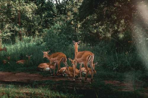 Akagera National Park 500x333 1