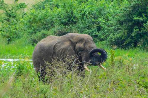 Akagera National Park2 500x333 1