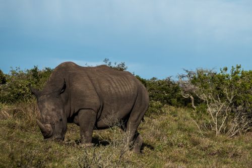 Amakhala Game Reserve rhino