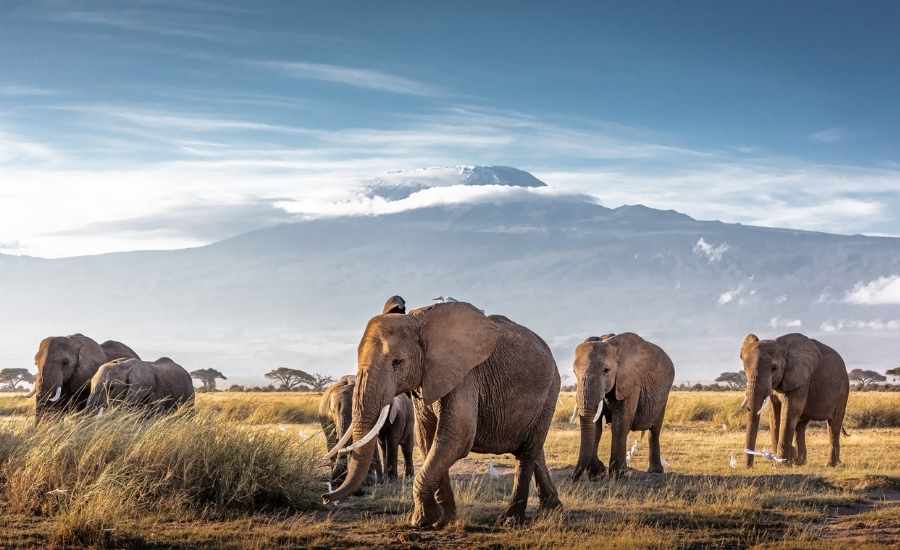 Amboseli National Park