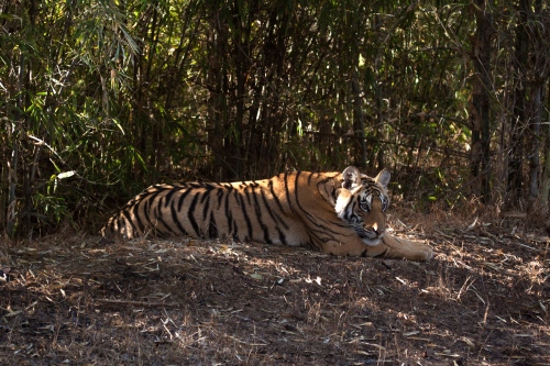 Bandhavgarh tiger