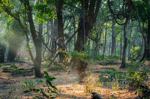 Bandhavgarh