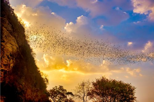 Bats in Phnom Sampeau Cambodia