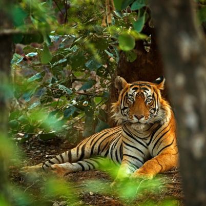 Bengal Tiger, India