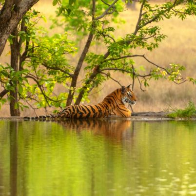 Bengal Tiger, Ranthambore National Park, India