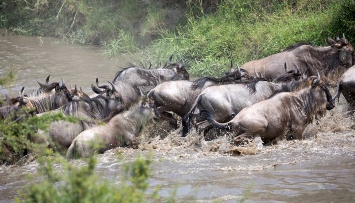 Best Time to Visit Kenya 2