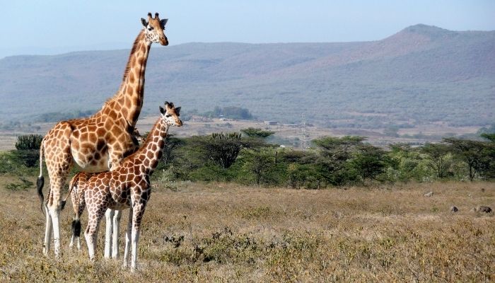 Best Time to Visit Kenya 3