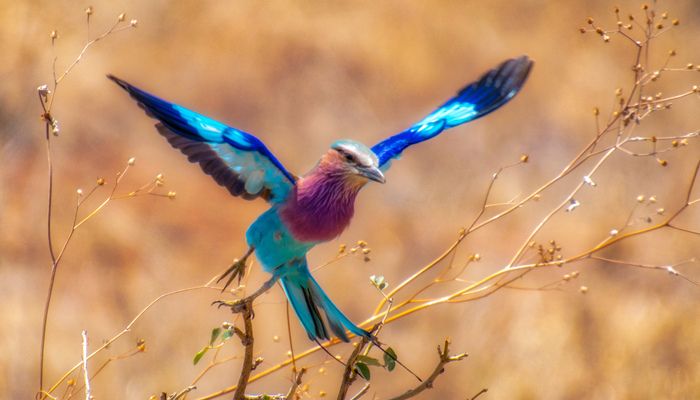 Bird in Tanzania