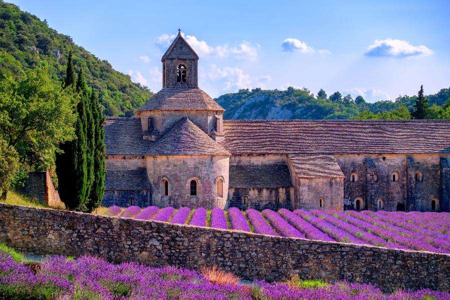 Blooming purple lavender fields at Senanque monastery Provence southern France