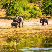 Botswana Safari Blog Listing Image