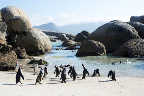 Boulders Beach Penguins SIZED