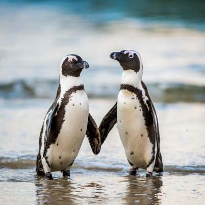 Boulders beach south africa