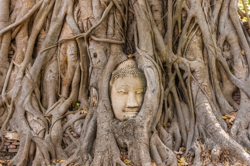 Buddha face in tree Ayutthaya