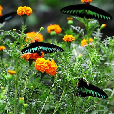 Butterflies, Cameron Highlands, Malaysia