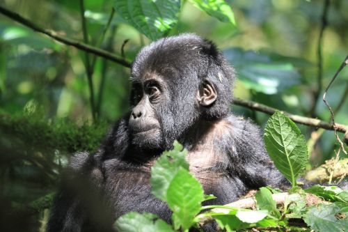 Bwindi National Park