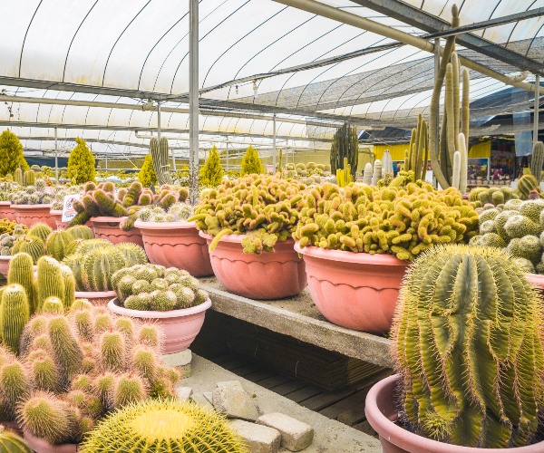 Cactus Valley Cameron Highlands Malaysia