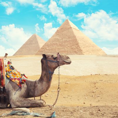 Camal at Giza, Cairo, Egypt