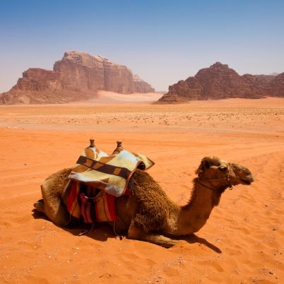 Camel, Wadi Rum, Jordan