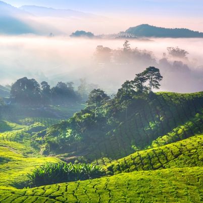 Cameron Highlands, Malaysia