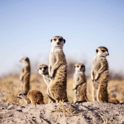 Camp Kalahari Meerkat 402