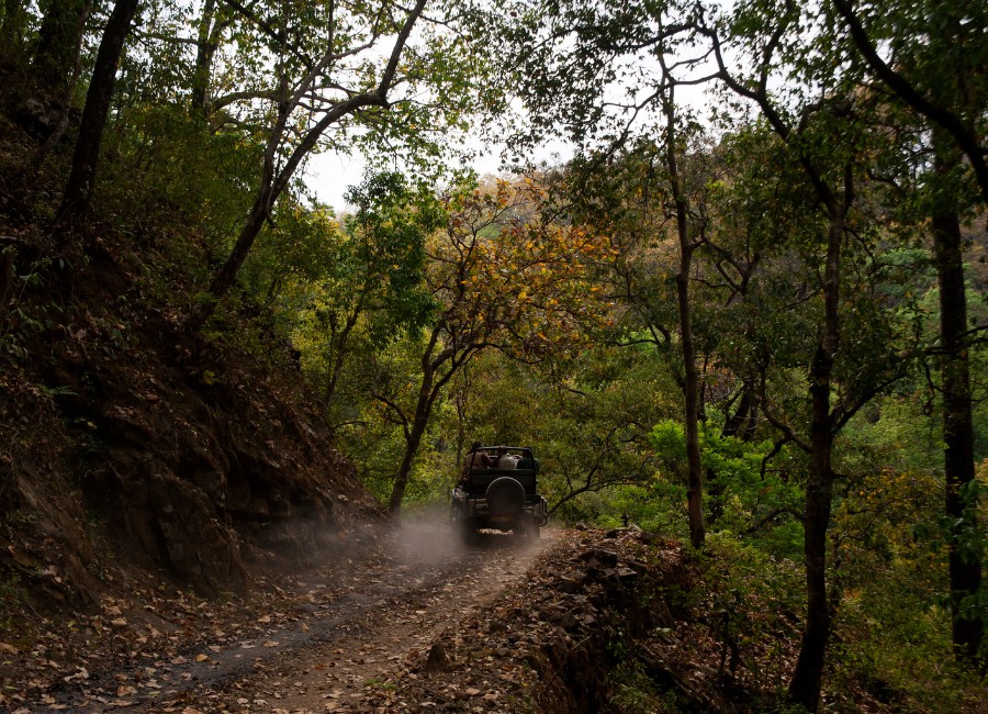 Central India safari