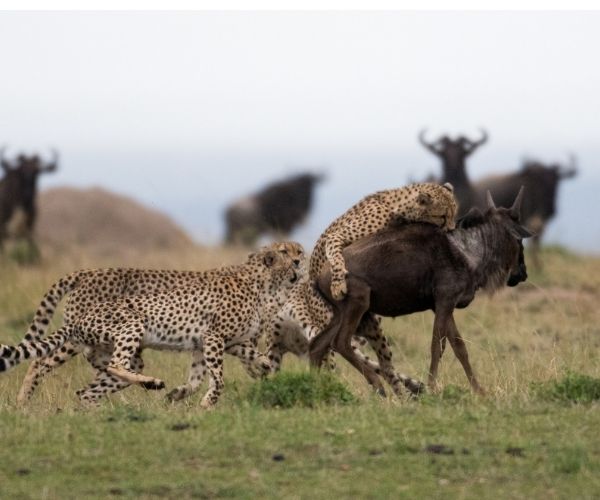 Cheetah and migration Tanzania