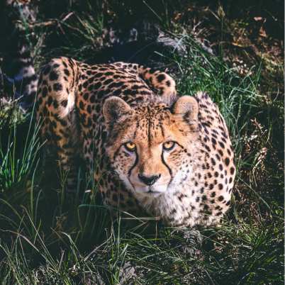 Cheetah serengeti