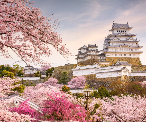 Cherry Blossom at Himeji Castle Japan