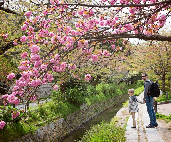 Cherry blossoms in a Tokyo Park