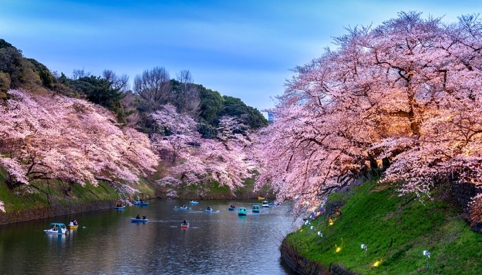 Chidorigafuchi park Tokyo