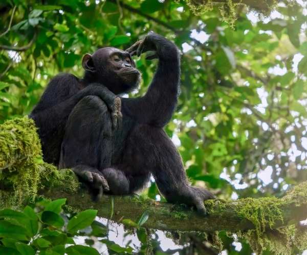 Chimpanzee KIbale