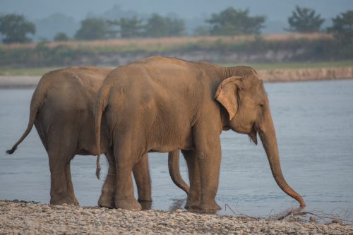 Chitwan Elephant