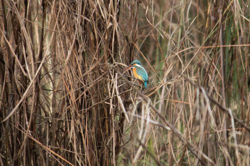 Chitwan Kingfisher