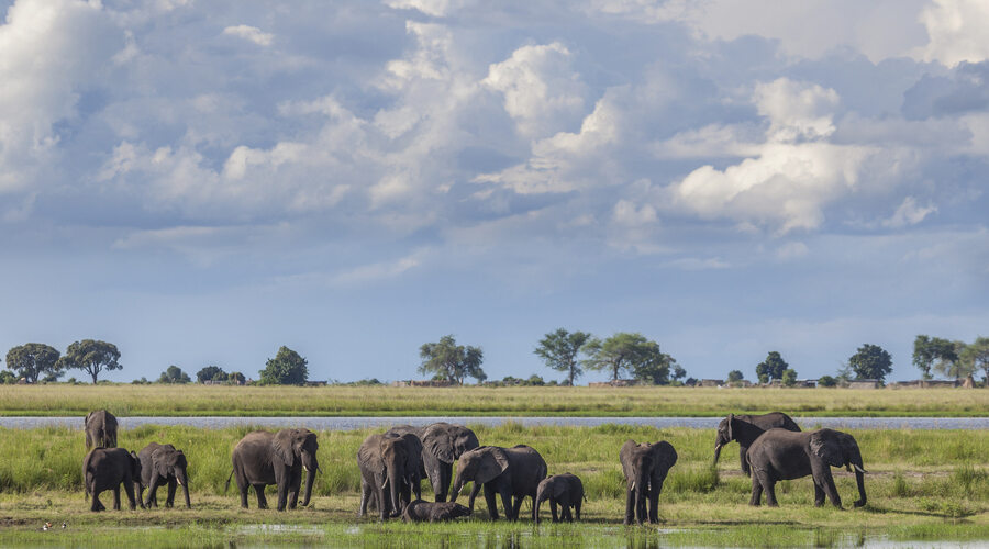 Chobe Elephant Herd