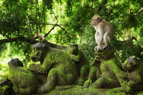 D5 Ubud Monkey Forest