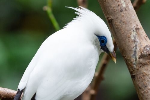 D8 White Bali Myna